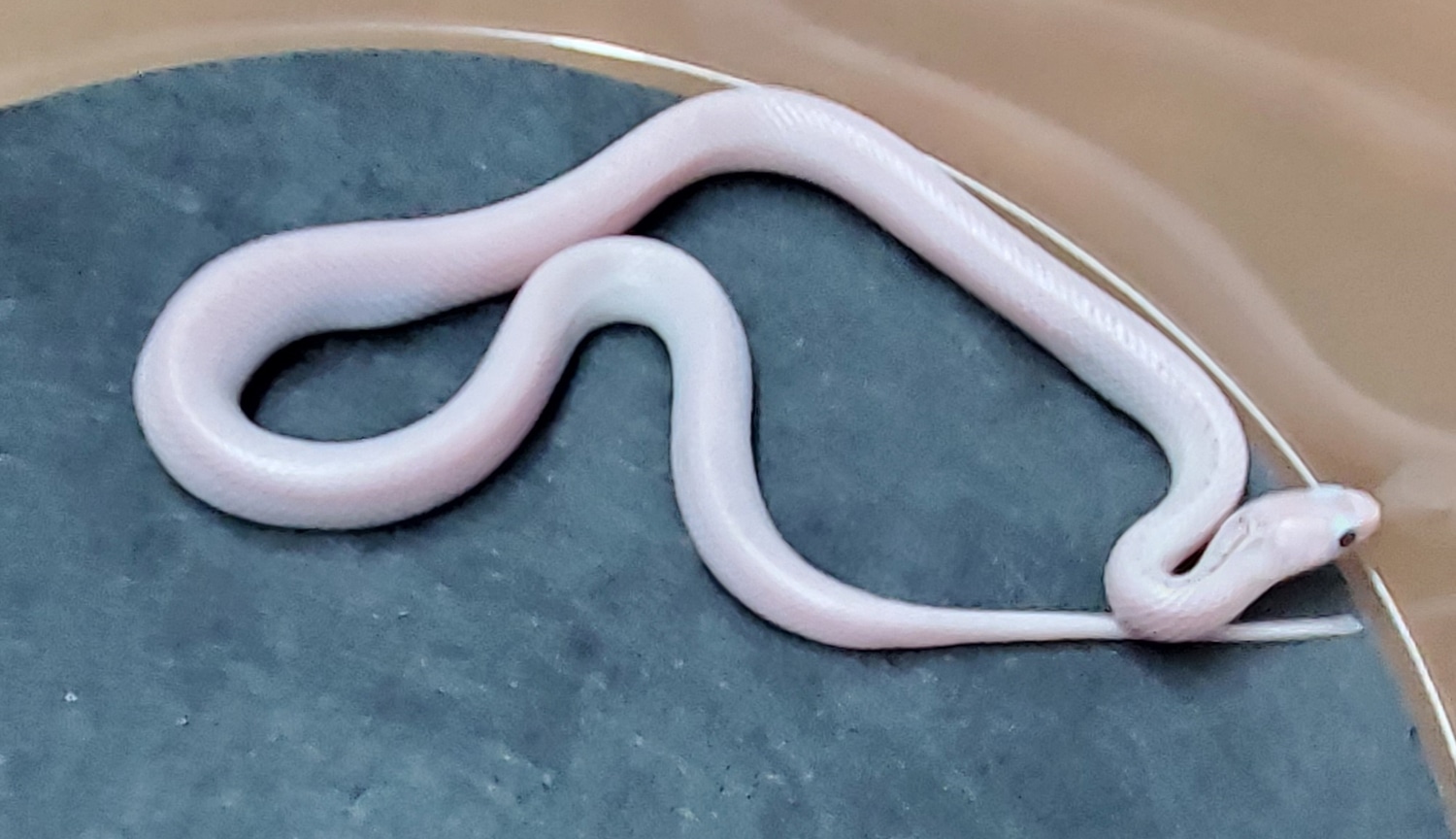 Ghost WhiteSided Brooks' Kingsnake by OG Reptiles MorphMarket