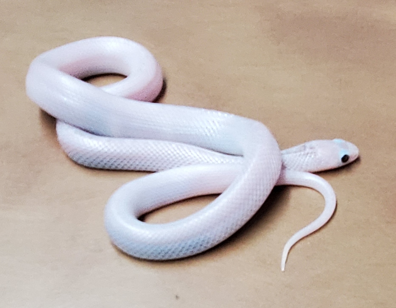 Ghost WhiteSided Brooks' Kingsnake by OG Reptiles MorphMarket
