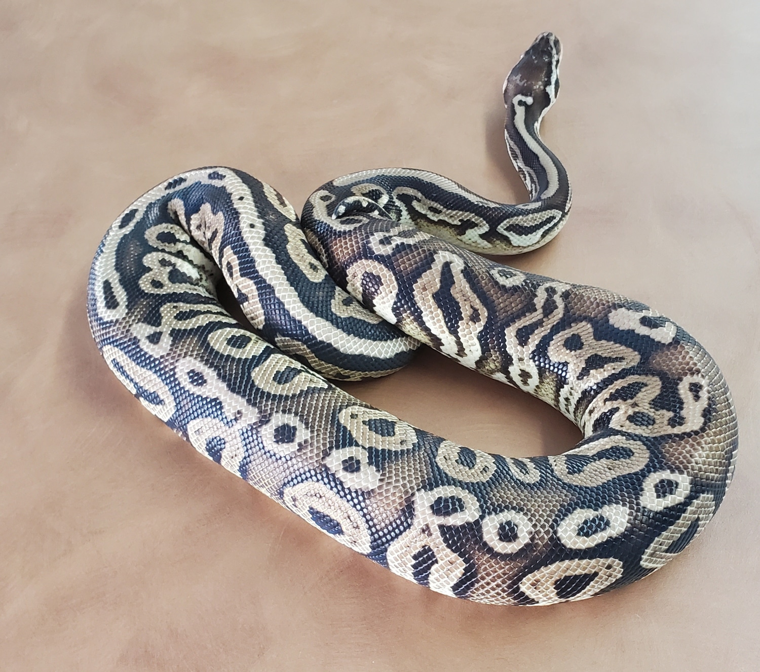 Black Pewter Ball Python by OG Reptiles - MorphMarket