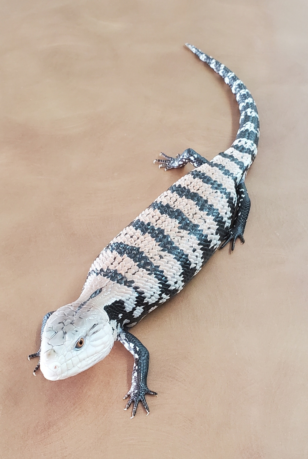 Halmahera Blue Tongue Skinks Halmahera Blue-Tongued Skink by OG ...