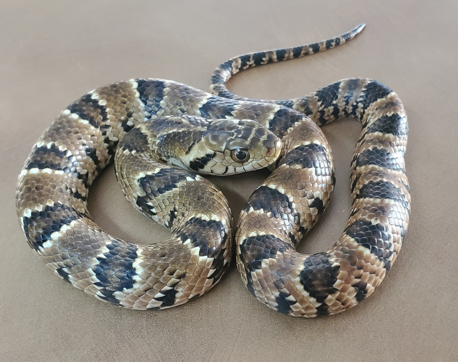 False Water Cobra More Colubrid by OG Reptiles - MorphMarket