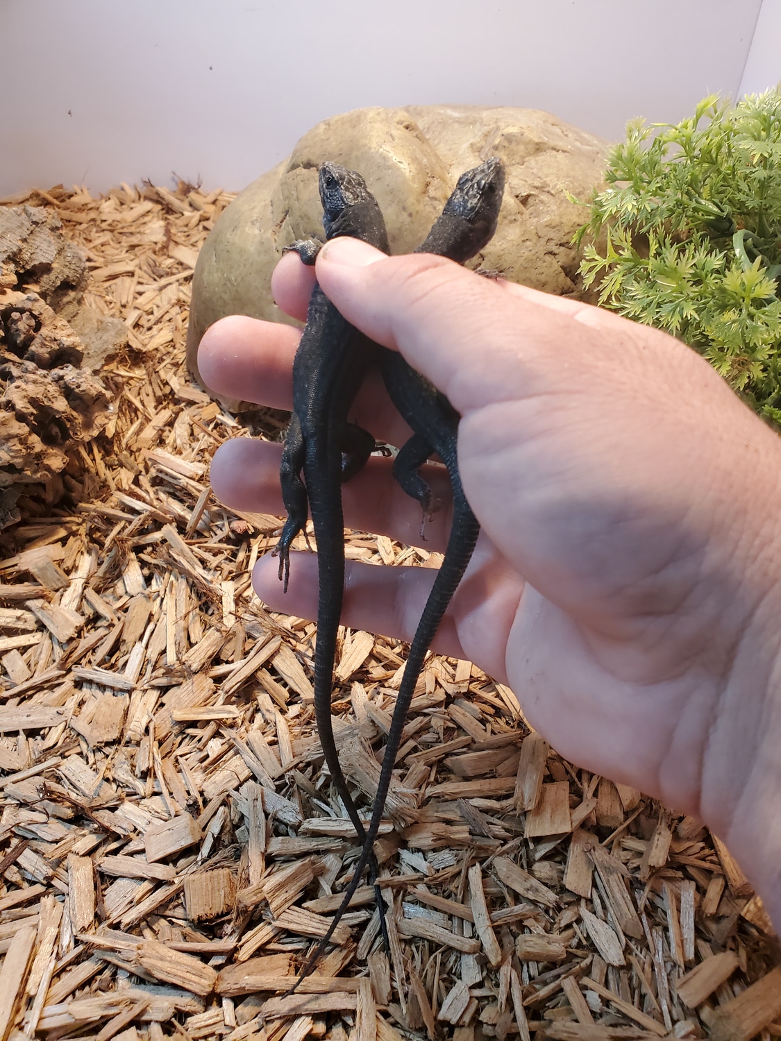 Melanistic Jeweled Lacerta Other Lizard by OG Reptiles MorphMarket