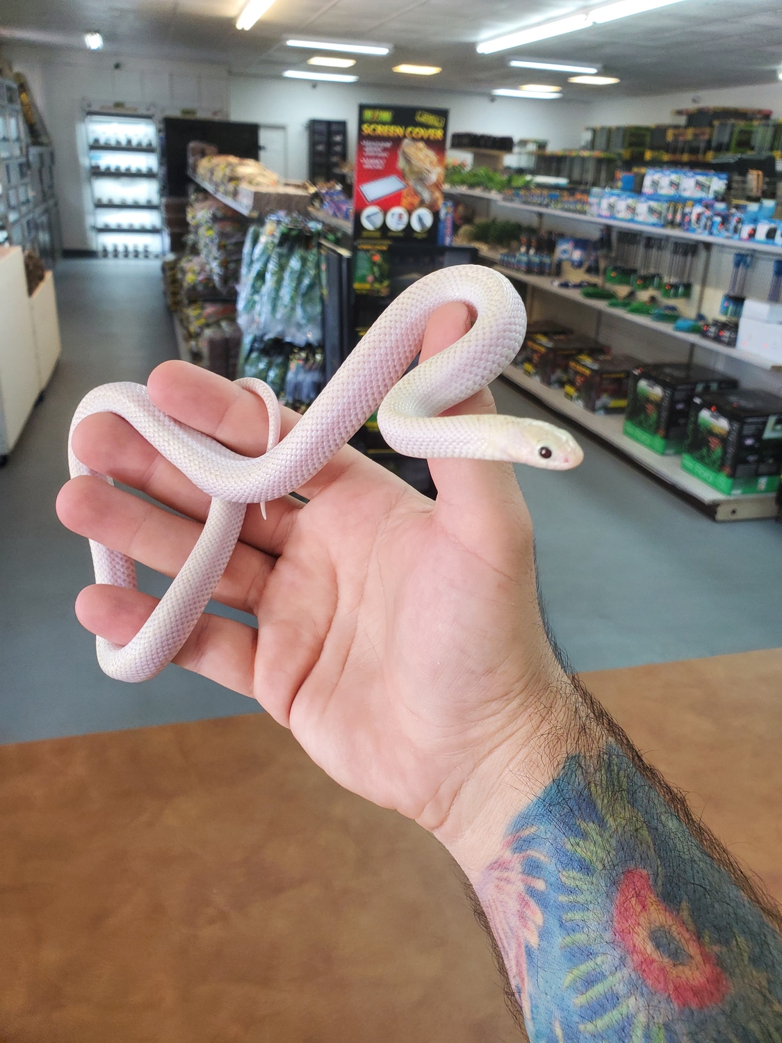 Ghost WhiteSided Brooks' Kingsnake by OG Reptiles MorphMarket