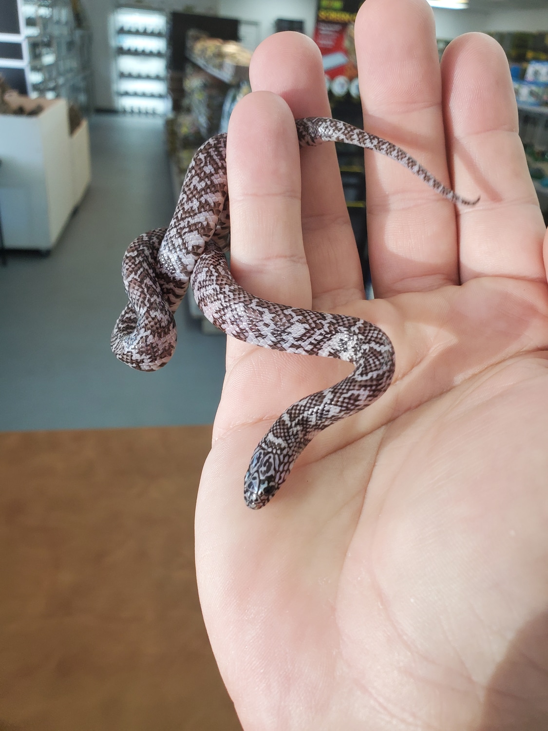 Ghost Brooks' Kingsnake by OG Reptiles MorphMarket