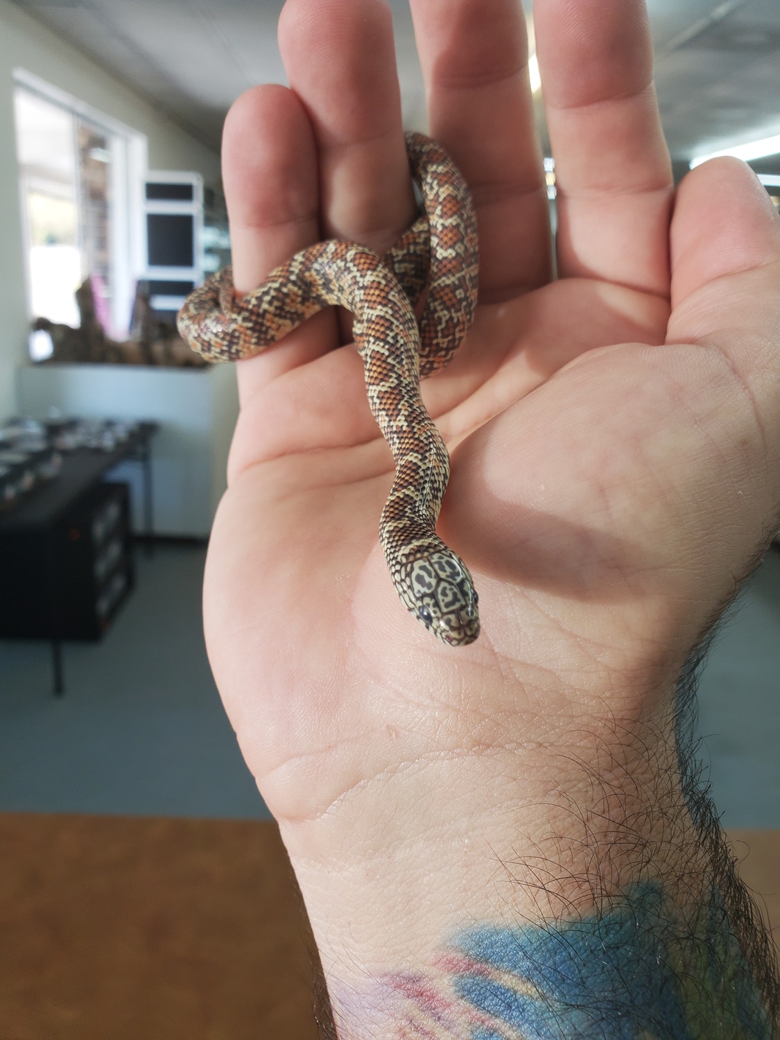 Hypo Brooks' Kingsnake by OG Reptiles MorphMarket