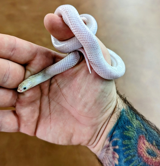 Ghost WhiteSided Brooks Kingsnake Brooks' Kingsnake by OG Reptiles