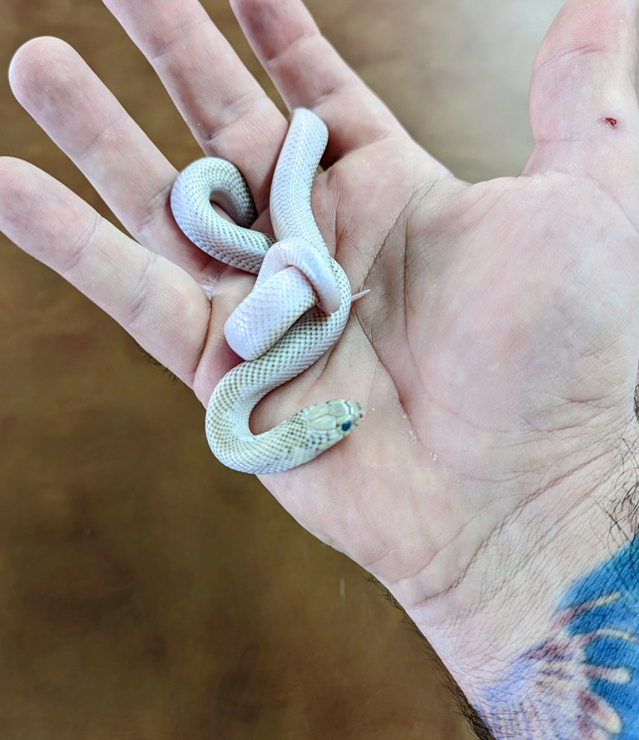 Ghost WhiteSided Brooks' Kingsnake by OG Reptiles MorphMarket