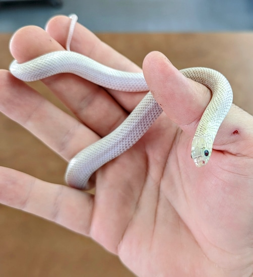 Ghost WhiteSided Brooks' Kingsnake by OG Reptiles