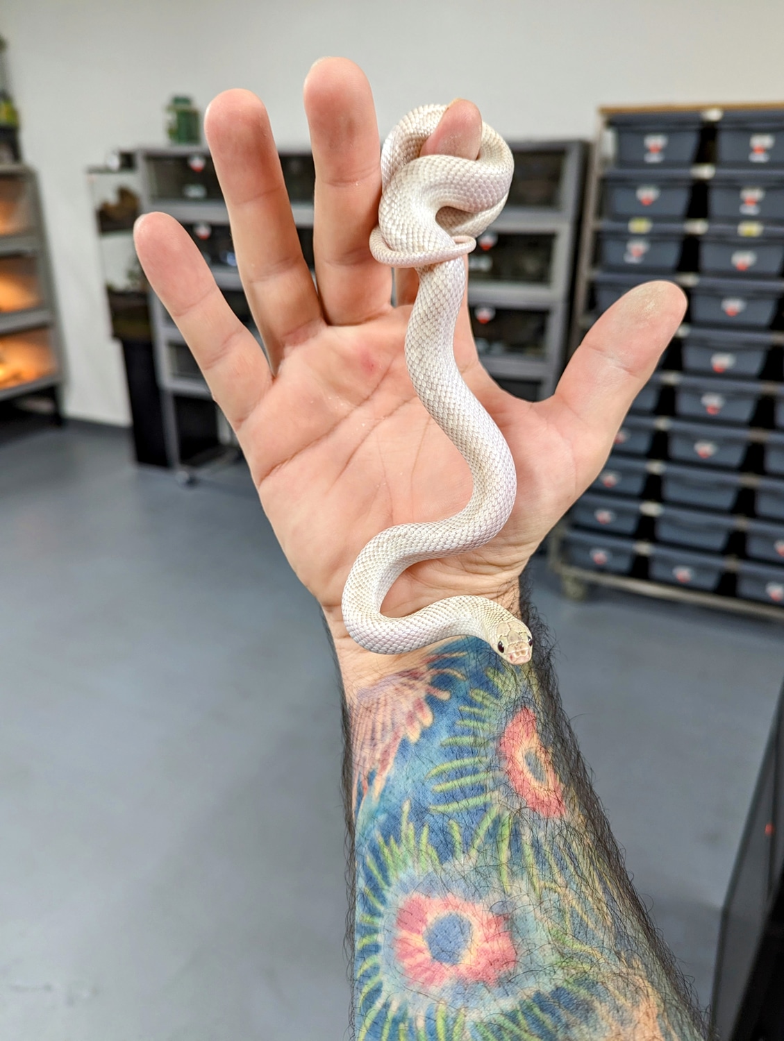 Ghost Whitesided Kingsnake Brooks' Kingsnake by OG Reptiles MorphMarket