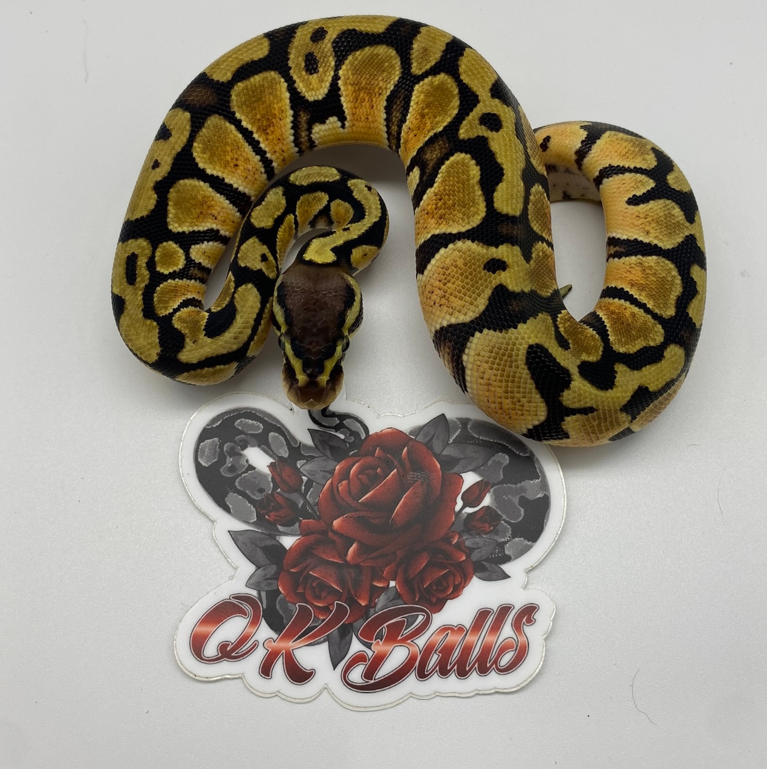 Pastel Xtreme Gene Ball Python by Okballs - MorphMarket
