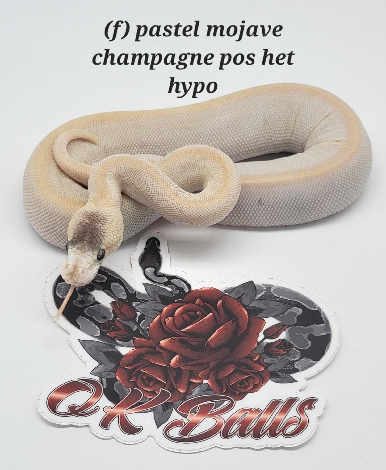 Pastel Champagne Mojave Het Hypo Ball Python by Okballs - MorphMarket