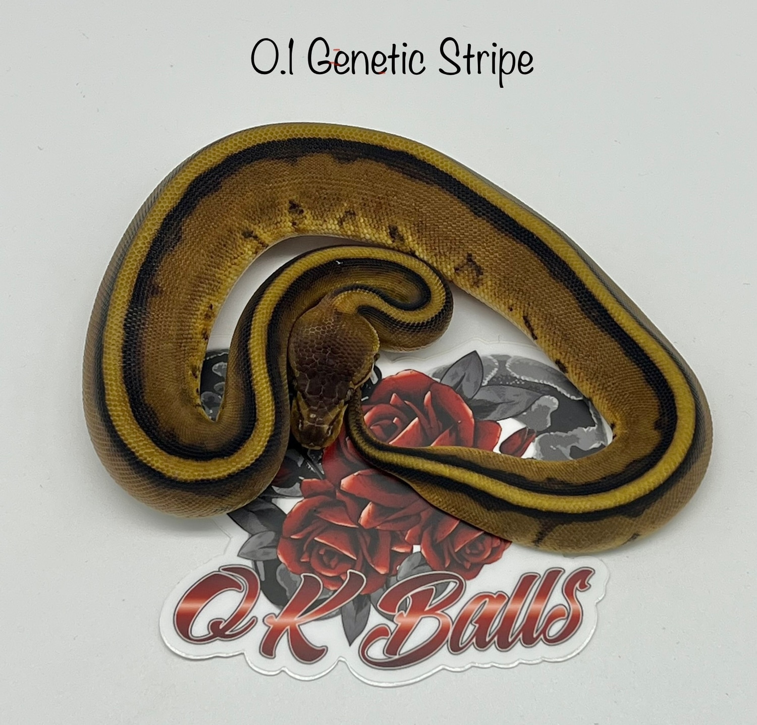 Genetic Stripe Ball Python by Okballs - MorphMarket