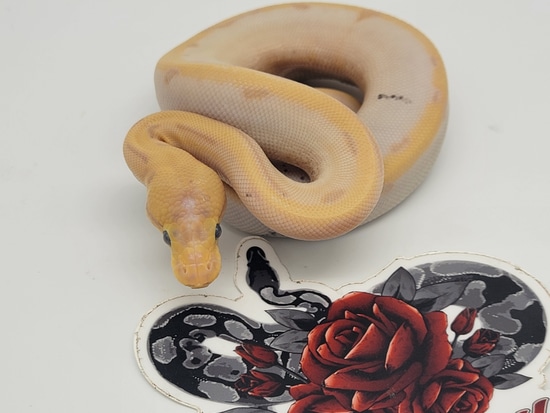 Banana Pastel Enchi Sugar Pinstripe Ball Python by OKBALLS