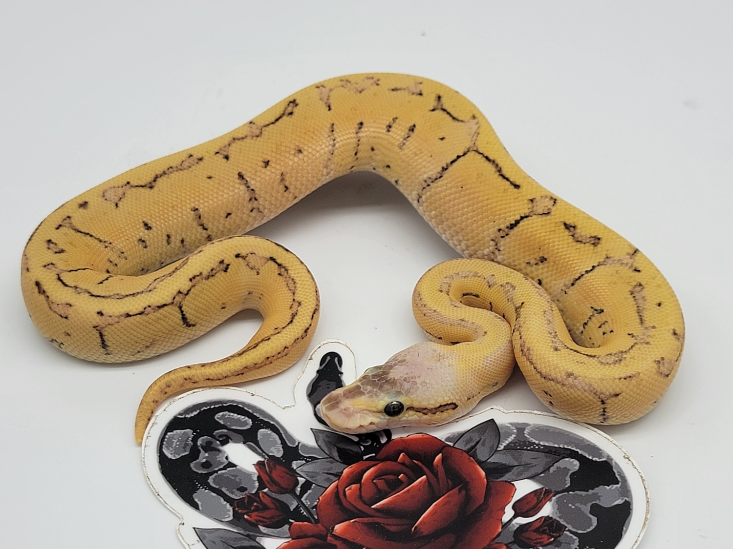 Super Pastel Disco/fire Pinstripe Ball Python by Okballs MorphMarket