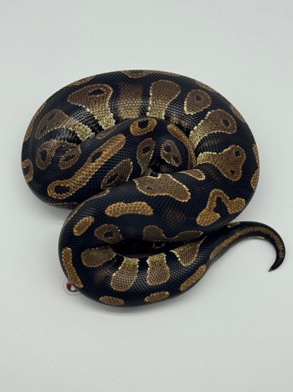 Blackhead Arroyo Het Pied 50% Het Clown Ball Python by OKBALLS