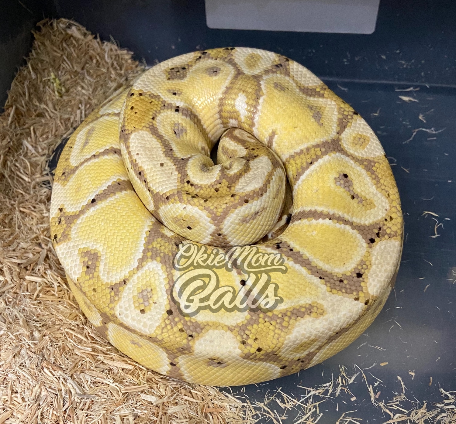 Banana *Shipping Included* Ball Python by OkieMom Balls MorphMarket