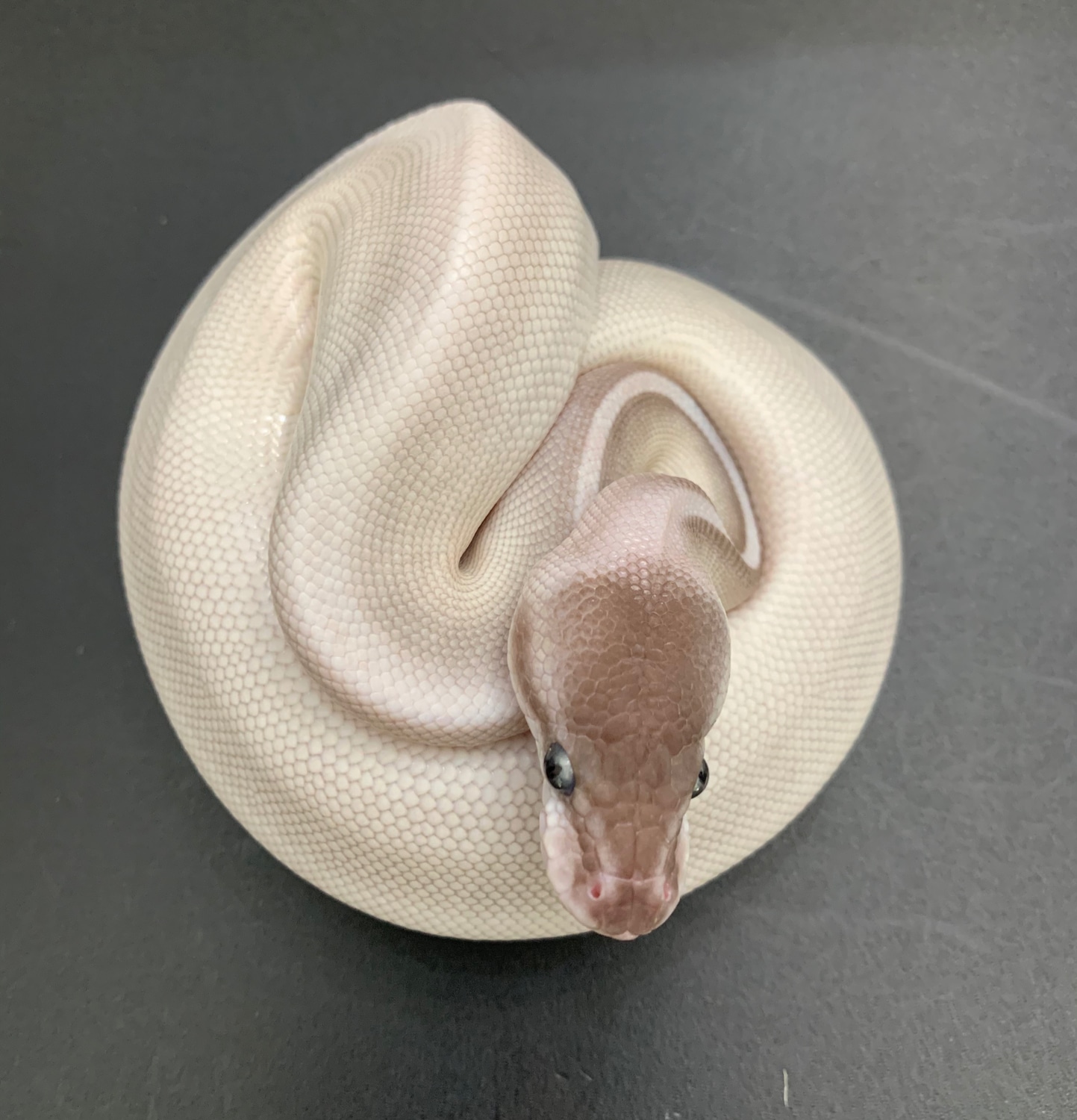 Mojave Mystic ?Cinnamon ?Pastel? Ball Python by OkieMom Balls - MorphMarket
