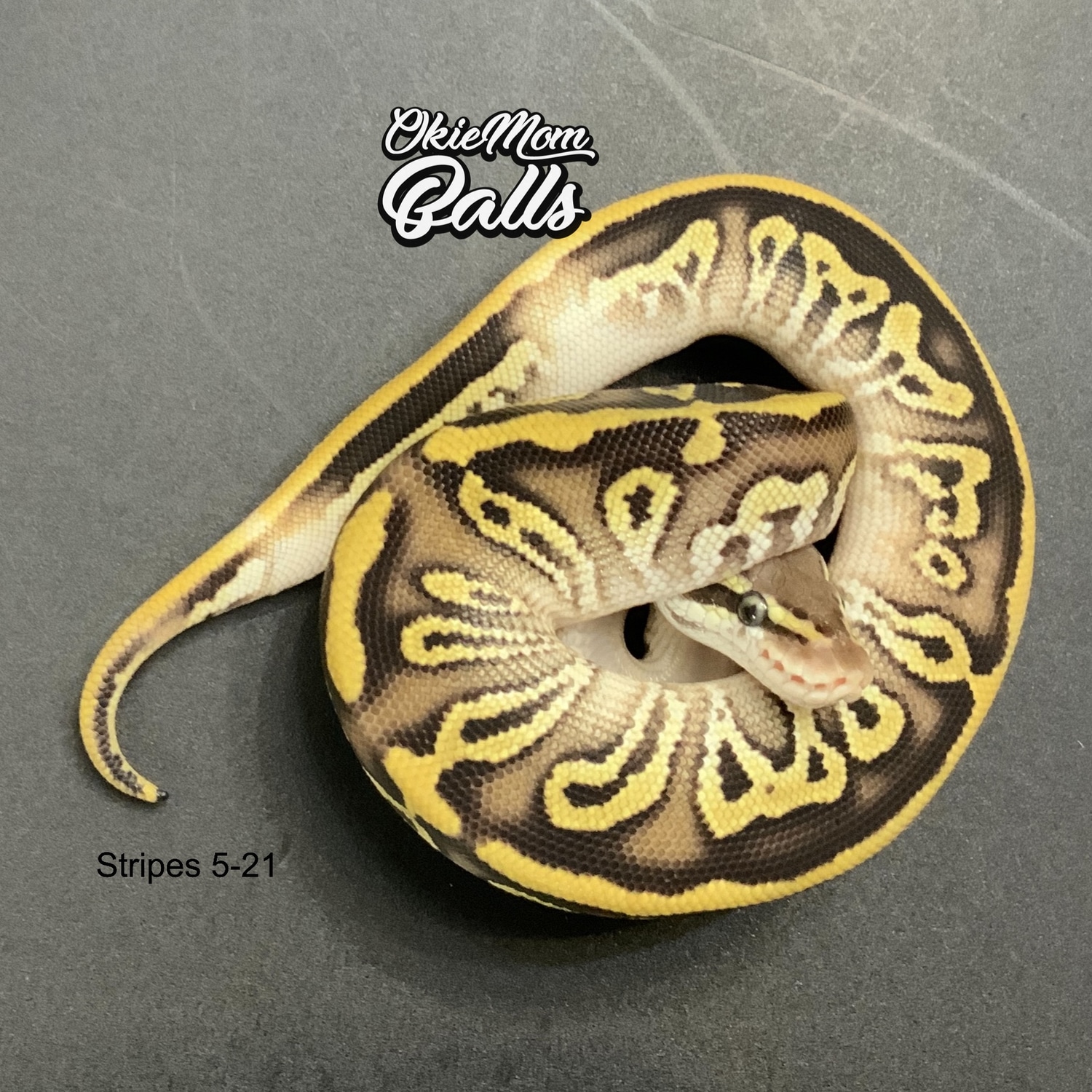 Mystic Pastel Het Pied Paradox Ball Python by OkieMom Balls - MorphMarket