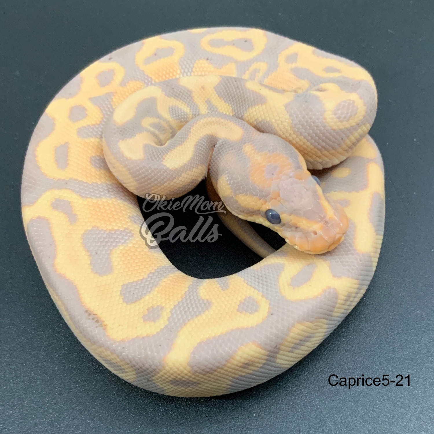 Banana Leopard Het Clown Ball Python by OkieMom Balls MorphMarket