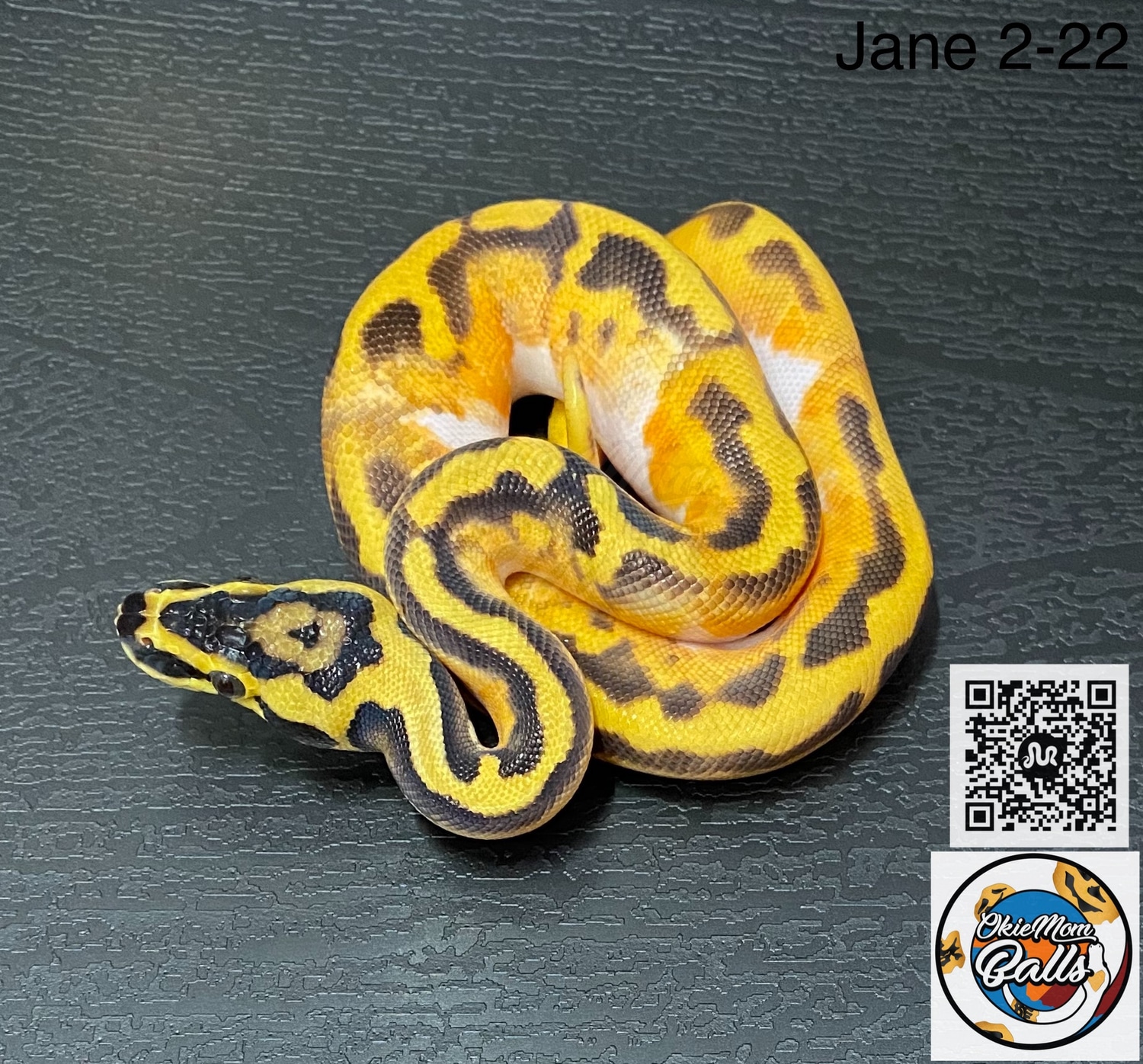 Enchi Pastel Pied Het Clown Ball Python by OkieMom Balls - MorphMarket