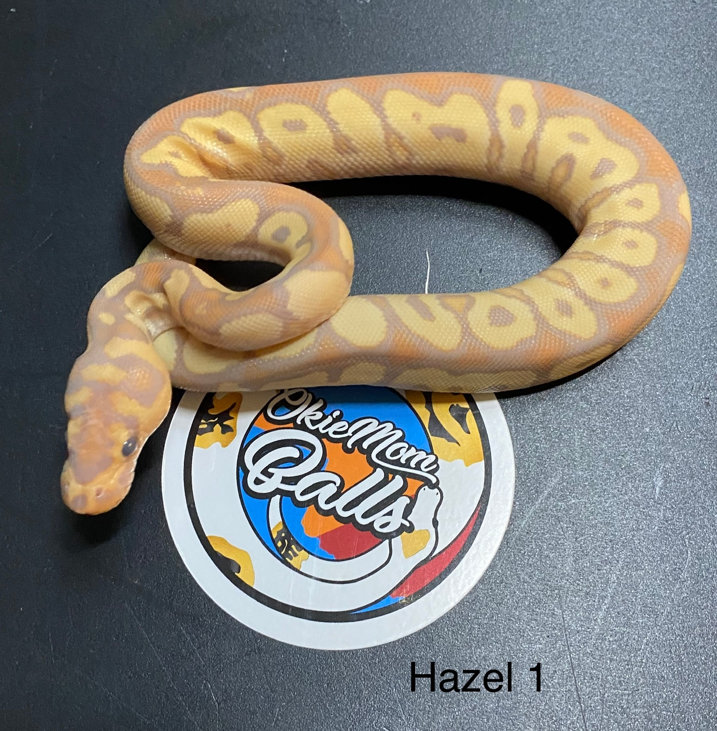 Banana Clown Ball Python by OkieMom Balls - MorphMarket