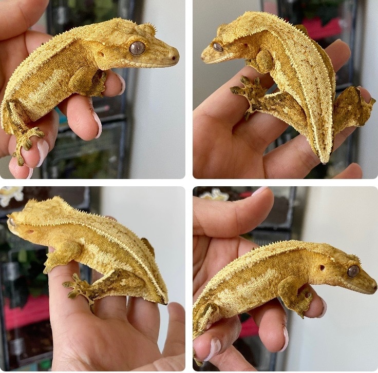 Yellow Female Crested Gecko by Surreal Exotics - MorphMarket