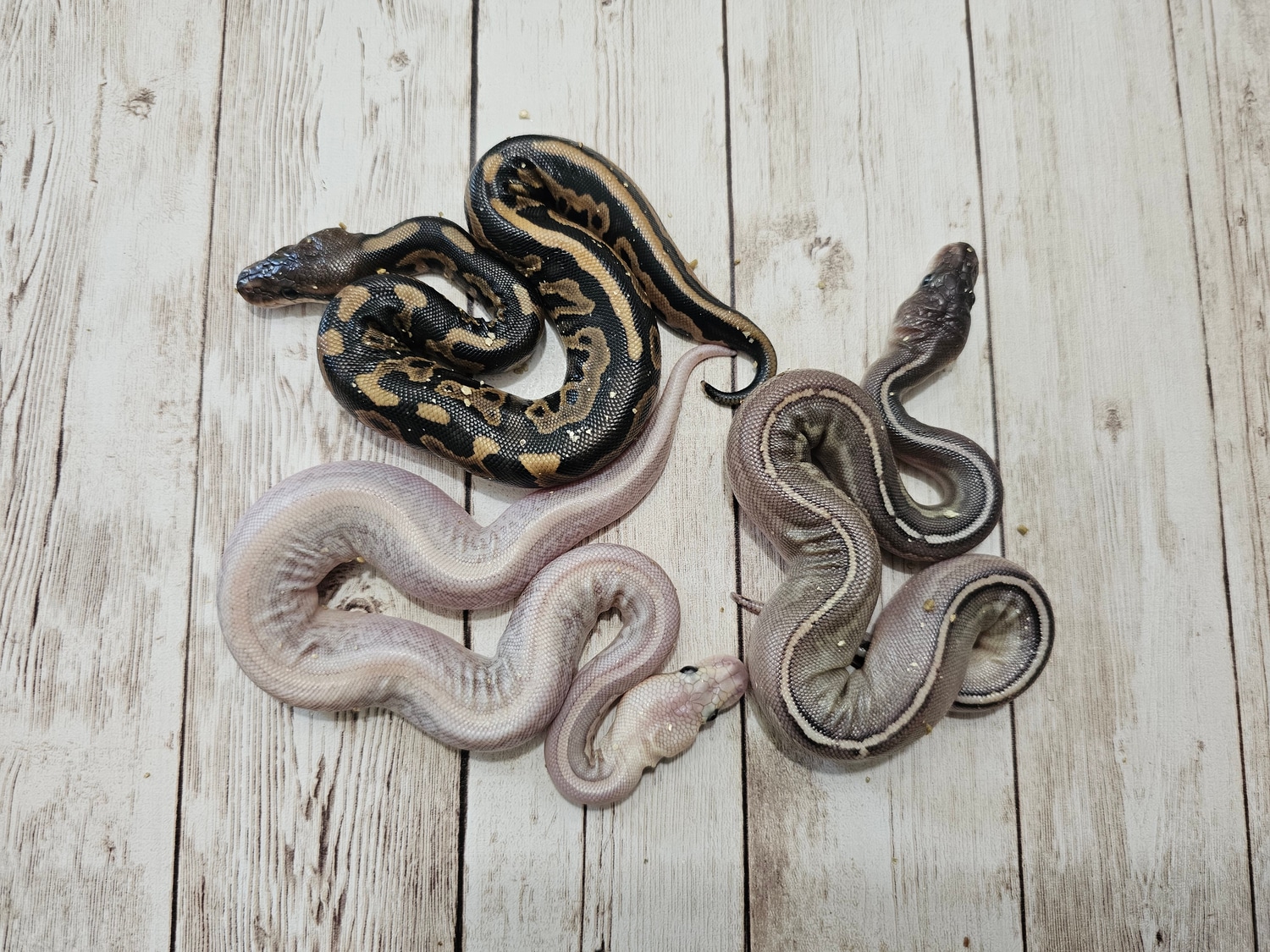 Ball python clutch bamboocinnamonbongoleopardmojave by stardust