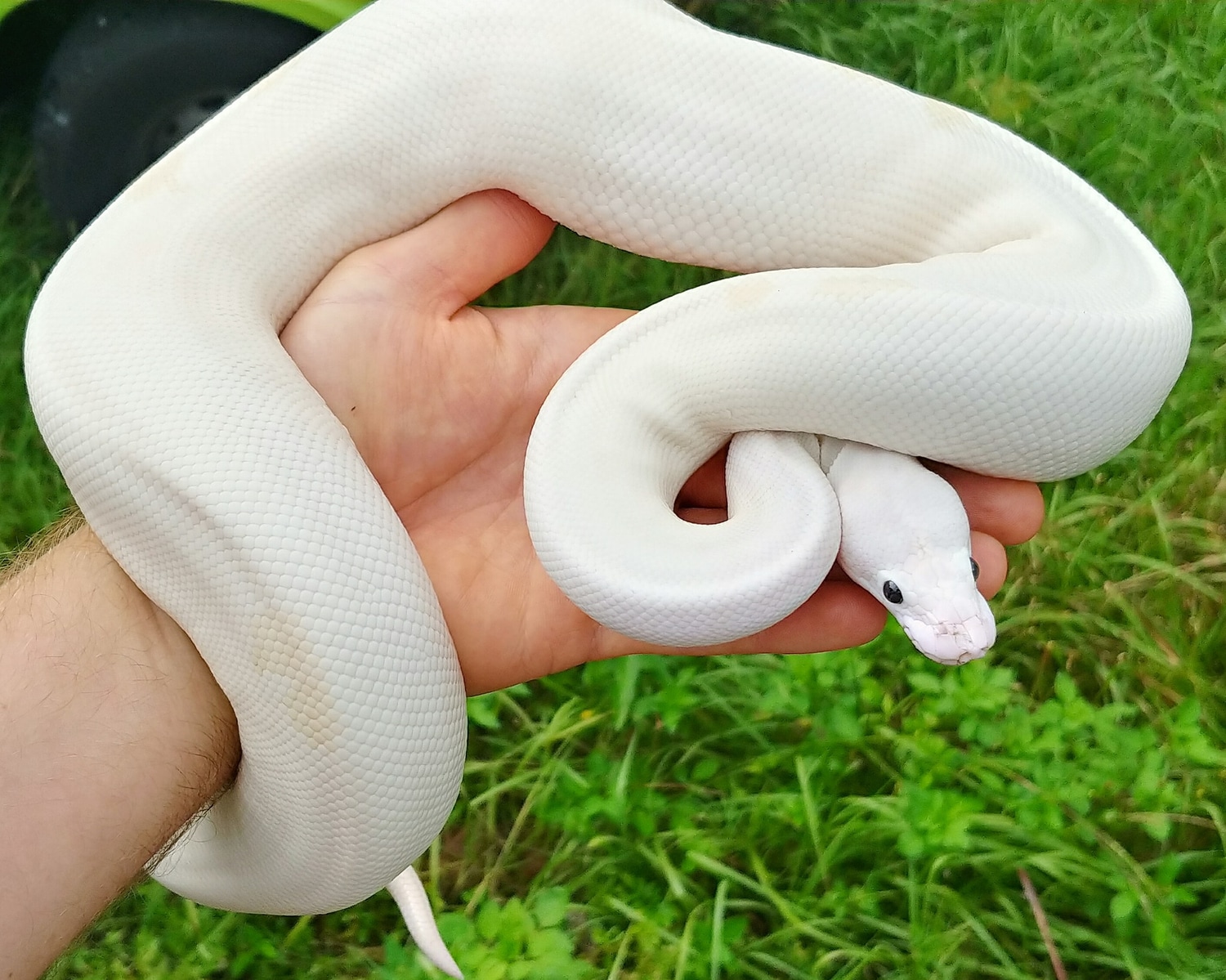 Super Fire Ball Python by Olympian Exotics - MorphMarket