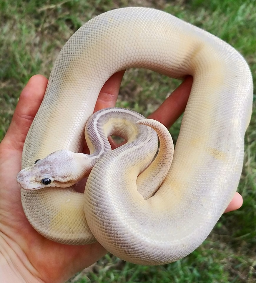 Super Pastel Lesser Cinnamon Fire Ball Python by Olympian Exotics ...