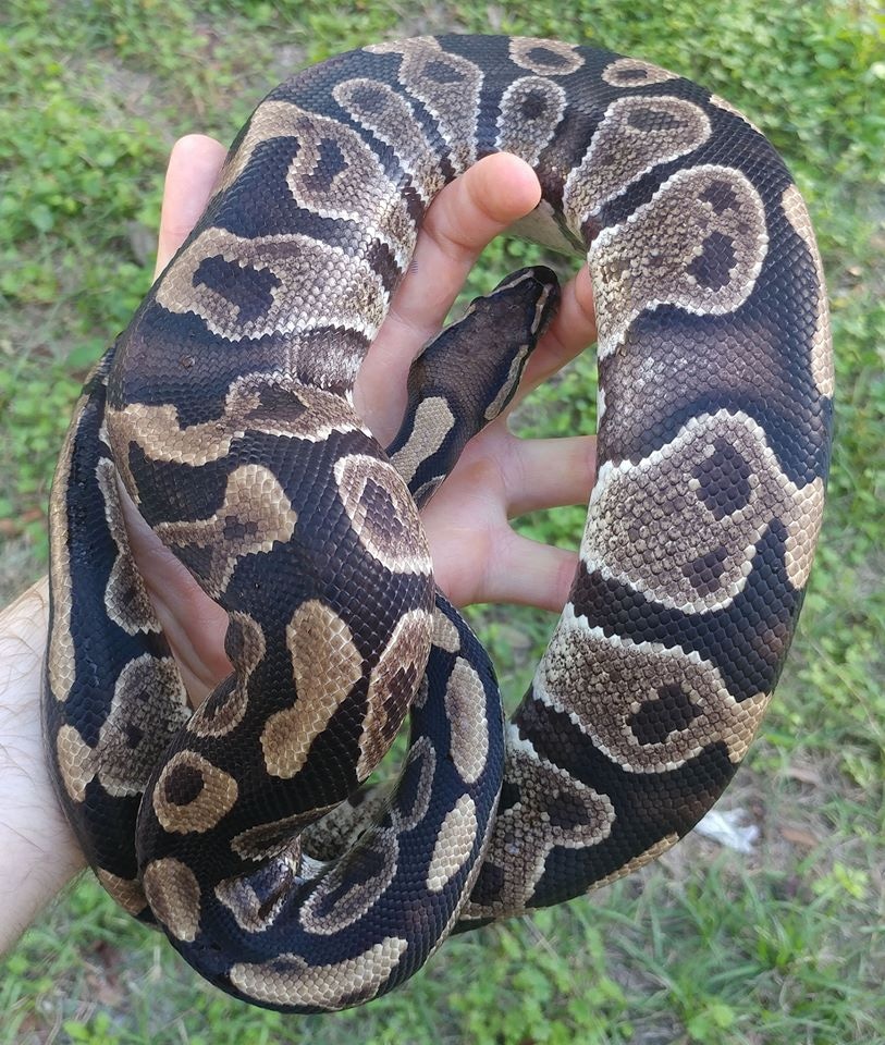 Cocoa Gene Ball Python by Olympian Exotics - MorphMarket