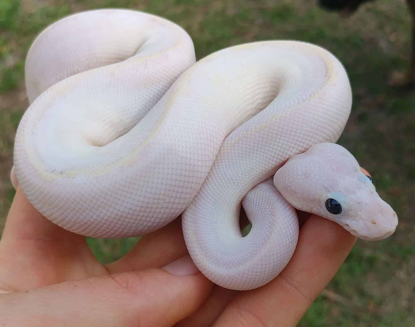Pastel Ivory Possible Fire Disco Ball Python by Olympian Exotics