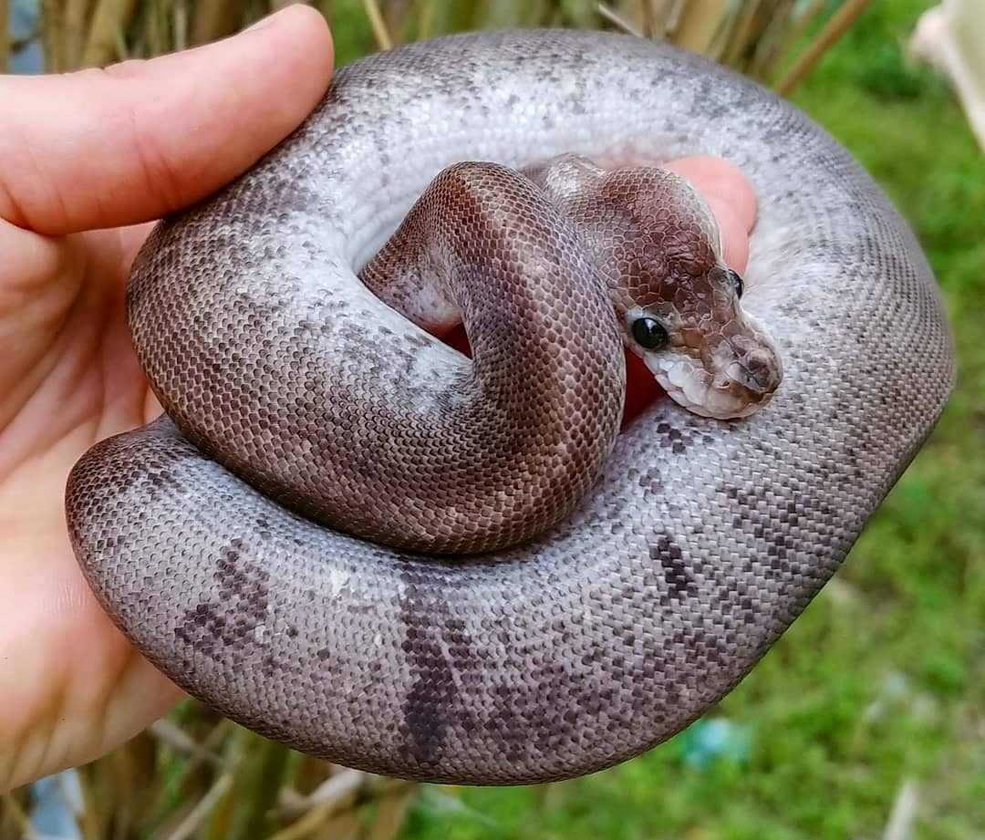 Lesser Black Pastel Bongo Ball Python by Olympian Exotics MorphMarket