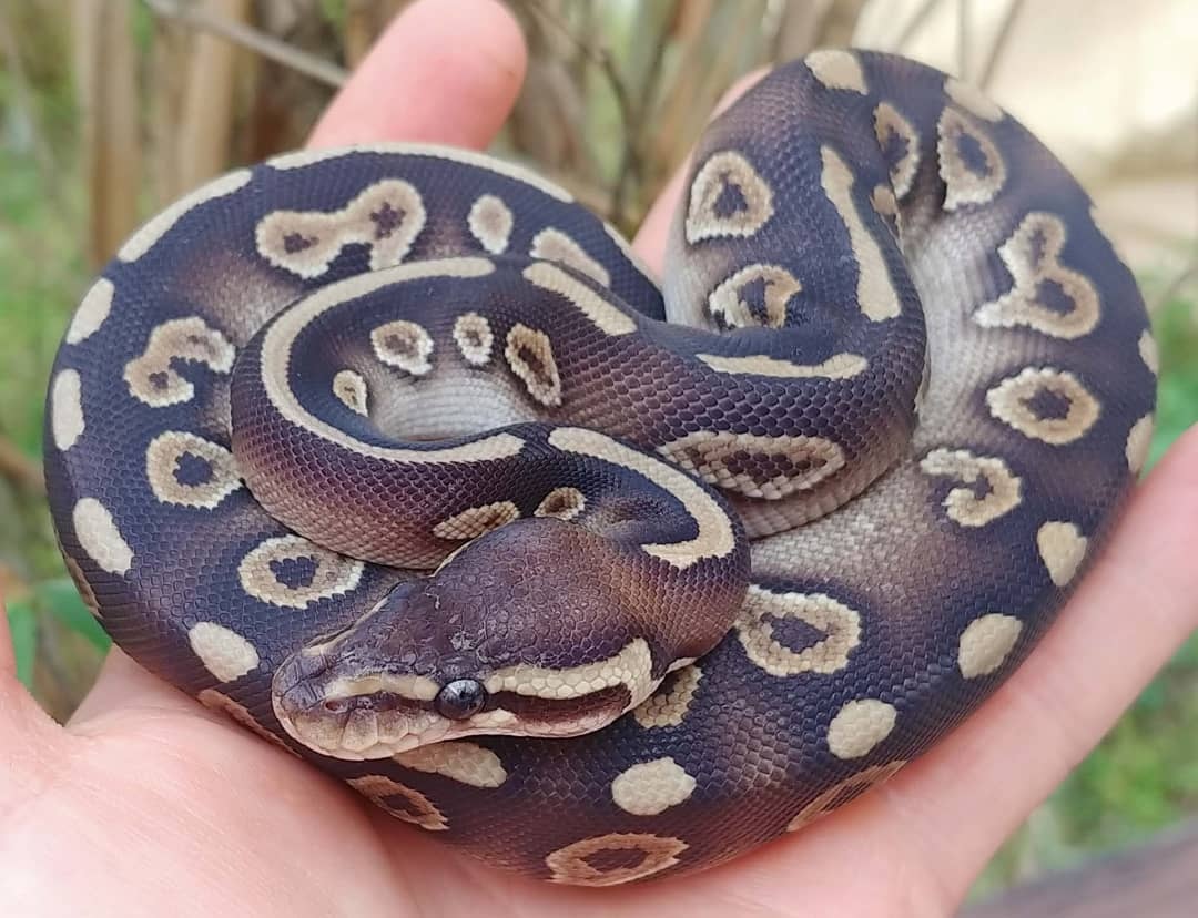 Raven Mojave Ball Python by Olympian Exotics - MorphMarket