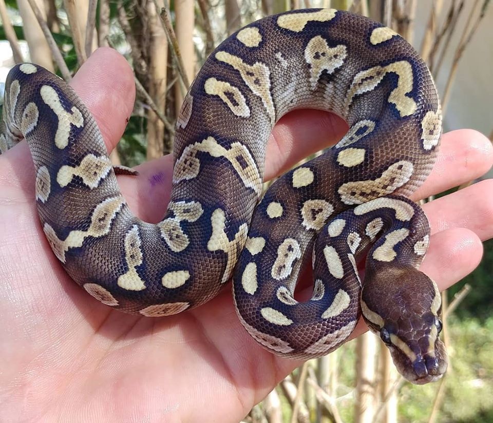 Lesser Raven Ball Python by Olympian Exotics - MorphMarket