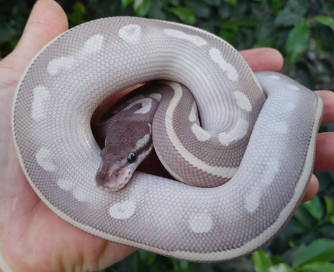 Mystic Potion Ball Python by Olympian Exotics - MorphMarket