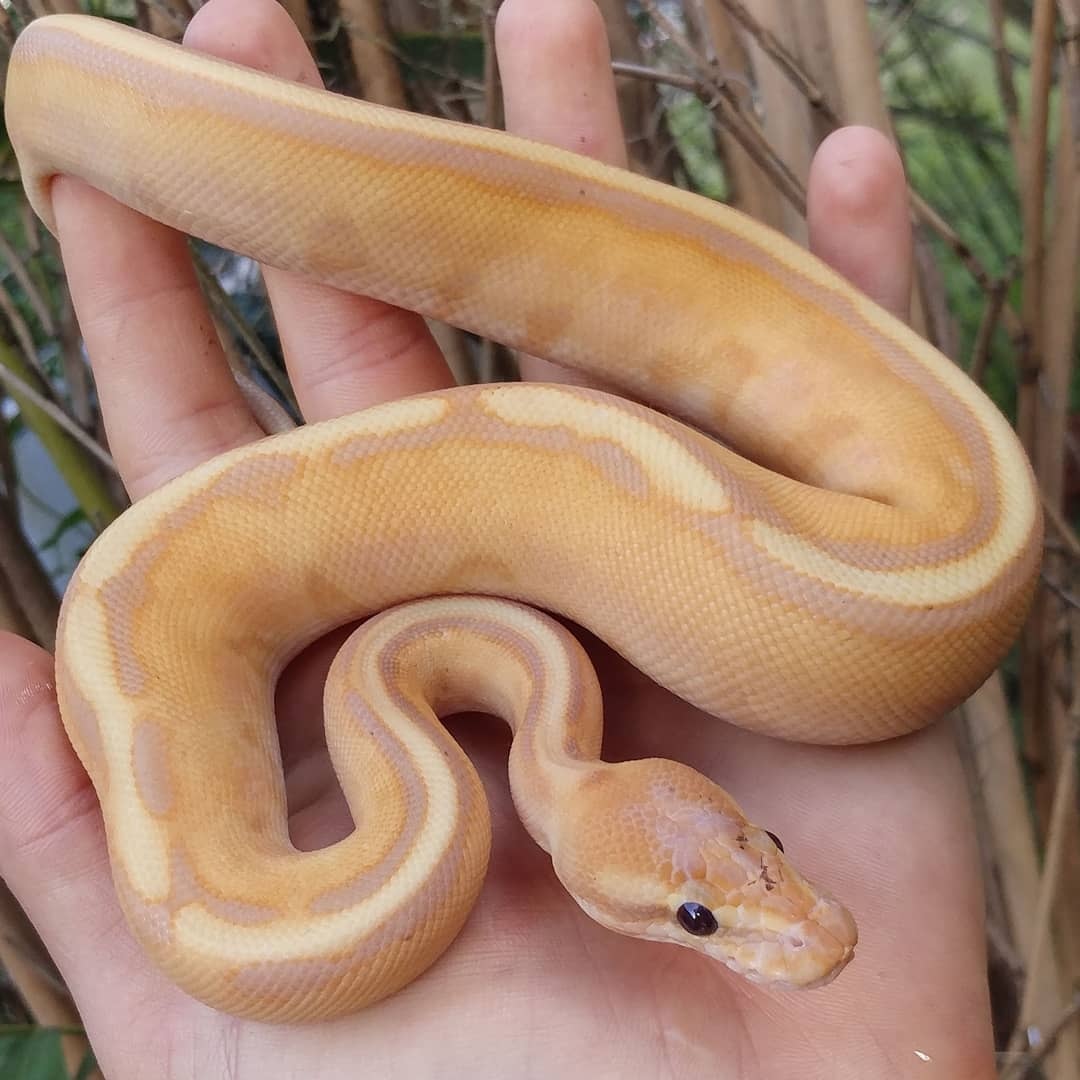 Banana Stripe Ball Python by Olympian Exotics MorphMarket