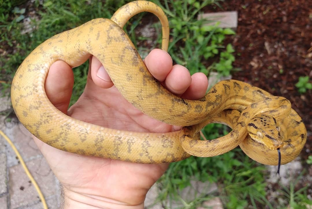 Long Term Captive High Pattern Yellow Amazon Tree Boa by Olympian