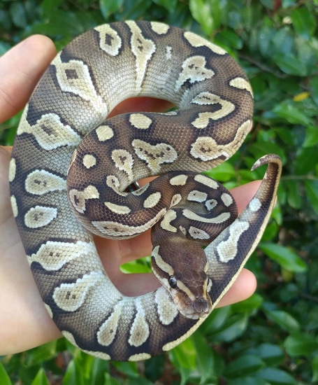 Raven Lesser Ball Python by Olympian Exotics