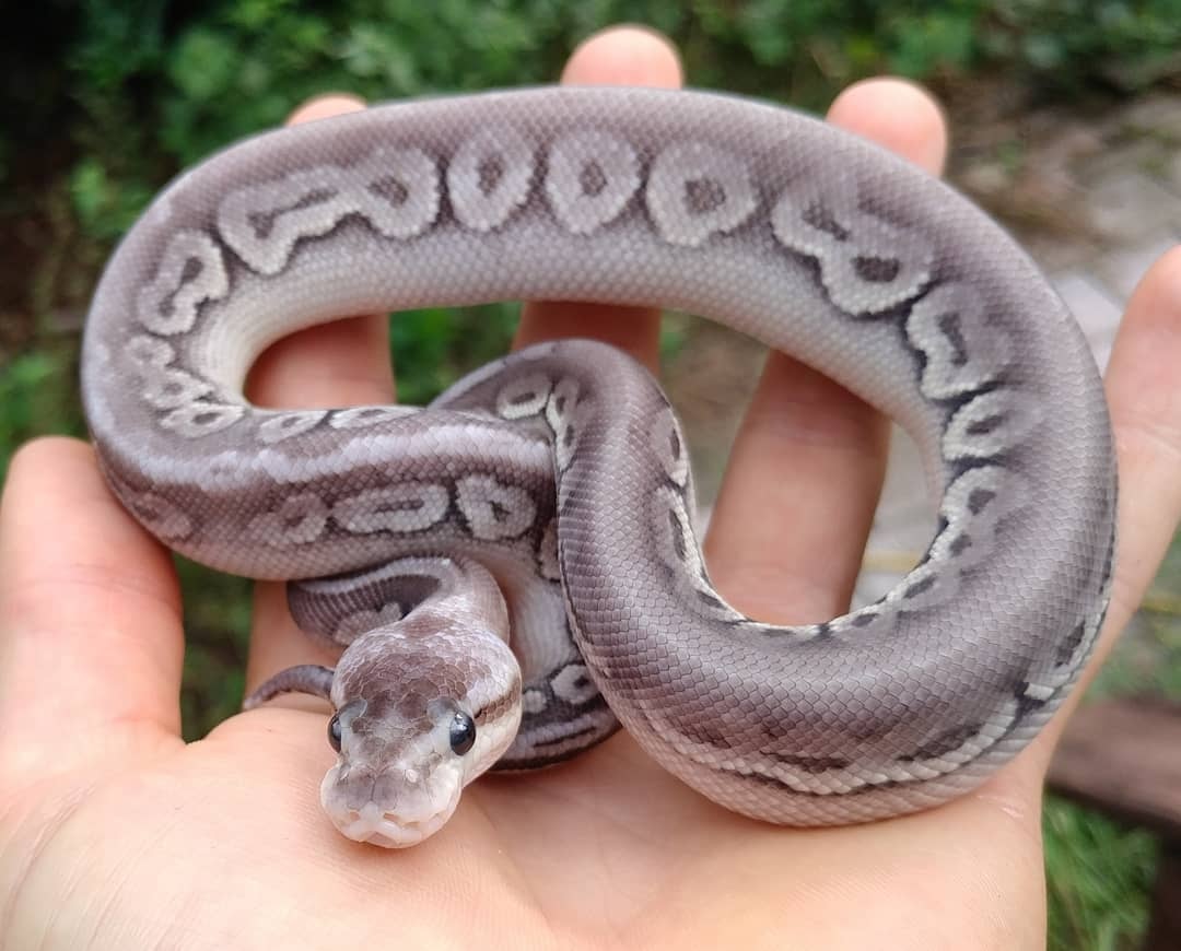 Super Pastel Cinnamon Yellowbelly Ball Python by Olympian Exotics ...