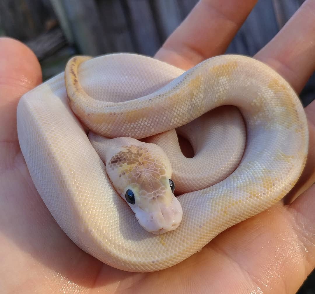 Paradox Puma Ball Python by Olympian Exotics - MorphMarket