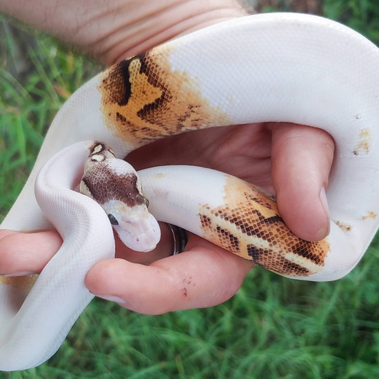 Paradox Pastel Cinnamon Yellowbelly Spark Ball Python by Olympian Exotics