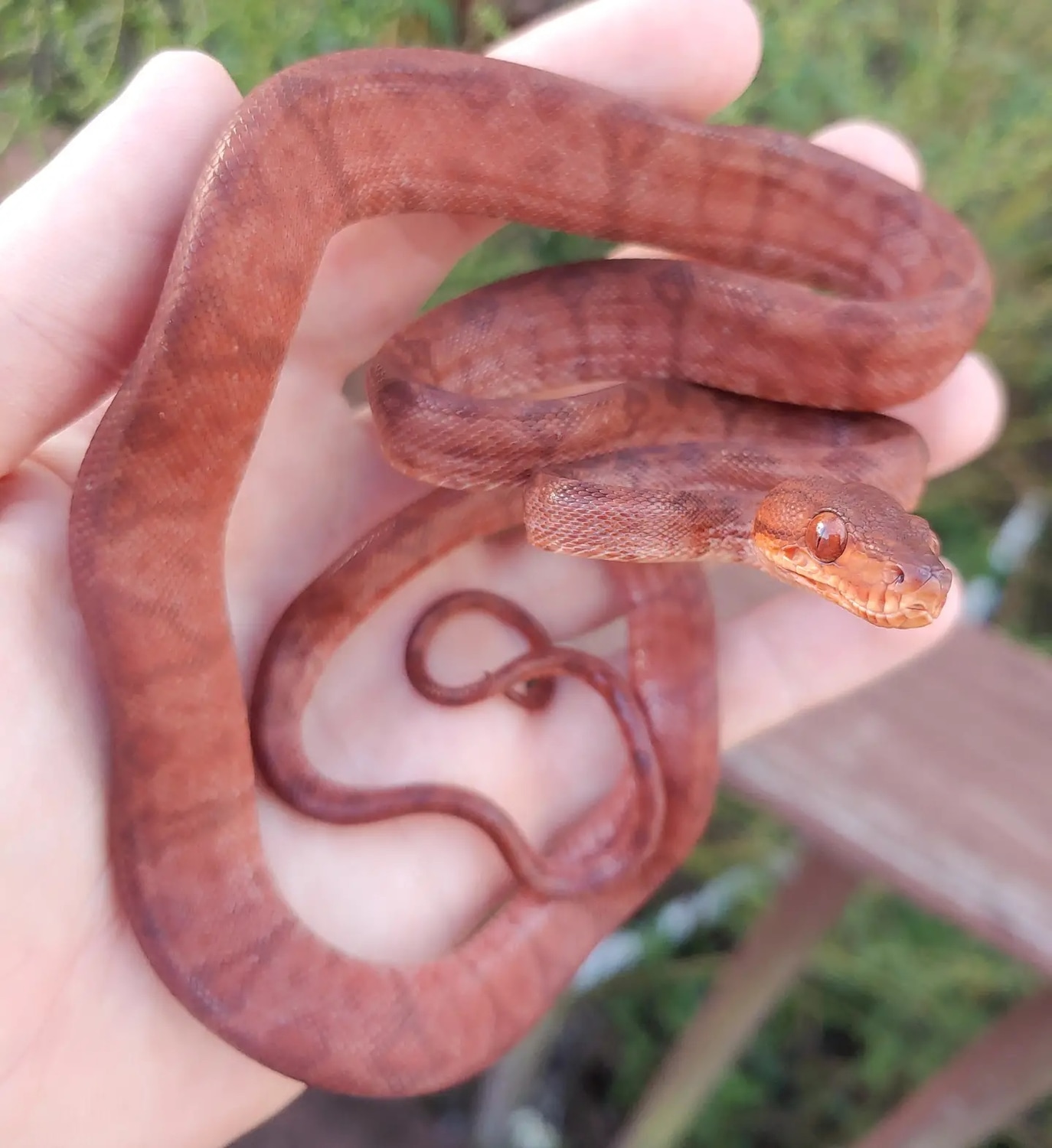LTC Red On Red Amazon Tree Boa by Olympian Exotics MorphMarket