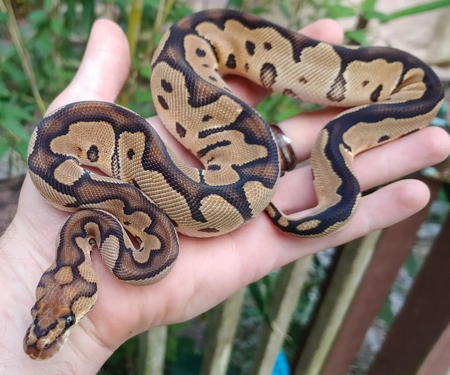 Clown Ball Python by Olympian Exotics - MorphMarket
