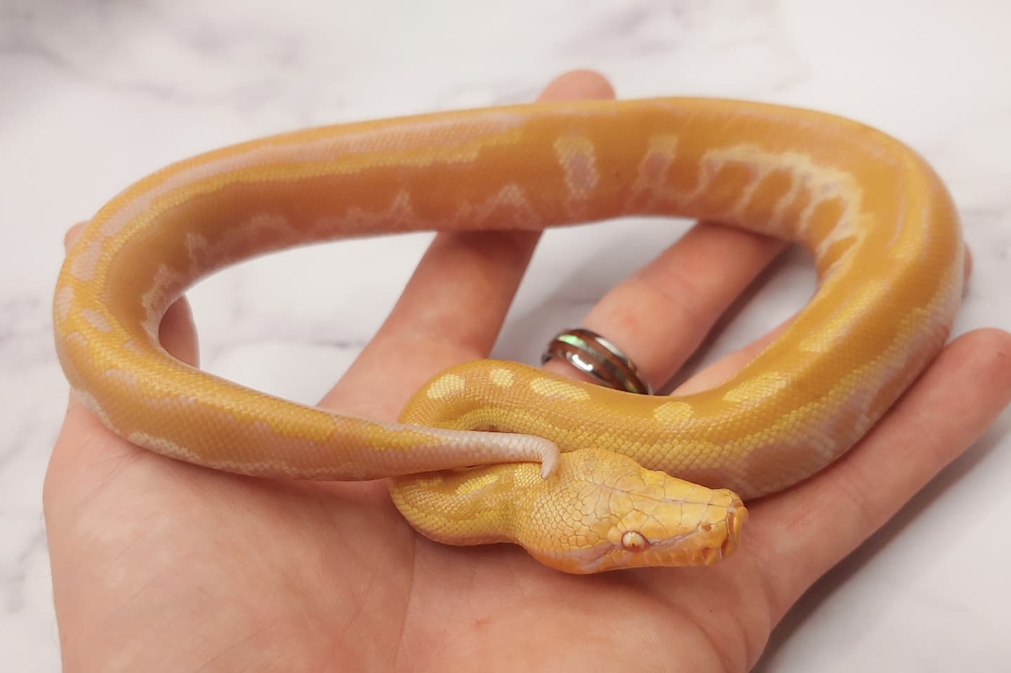 T Negative Albino Matrix #1 Blood Python by Olympian Exotics - MorphMarket
