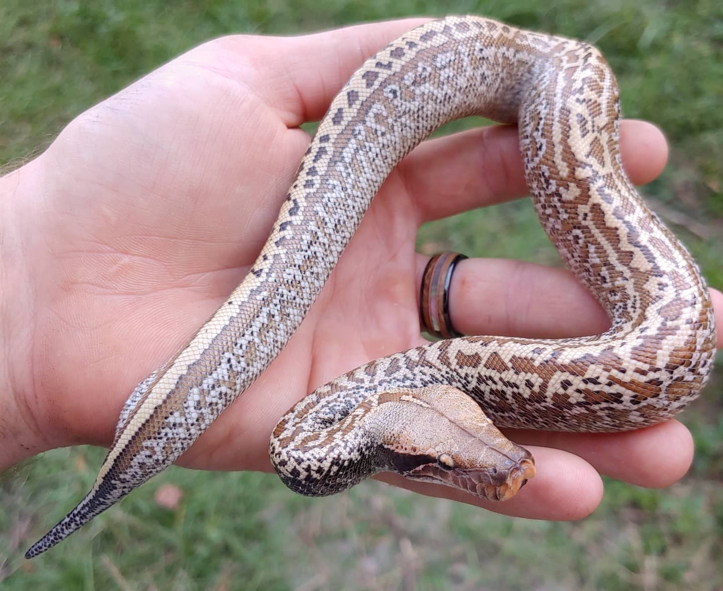 Batik Het T Negative Male #5 Blood Python by Olympian Exotics - MorphMarket