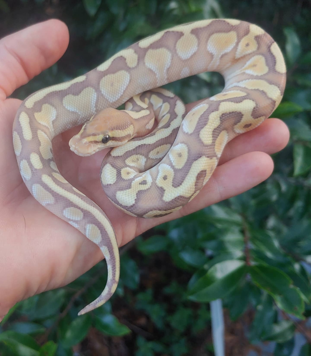 Orange Dream Lesser 100 Het Clown Female 84g Ball Python By Olympian 