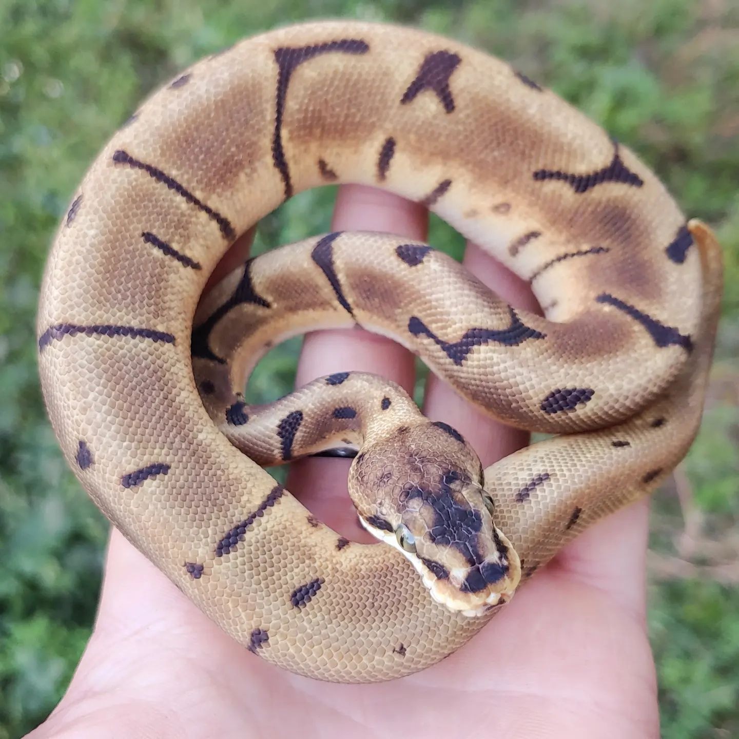 Enchi Leopard Spider Ball Python by Olympian Exotics - MorphMarket
