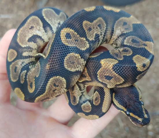 White And Calico Python Low White Calico Ball Python by Olympian Exotics