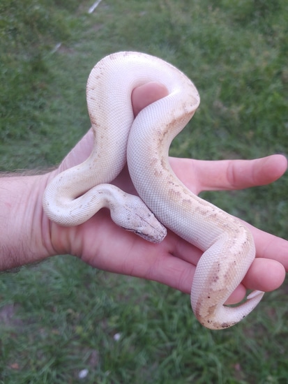 Ivory 100% Het T Positive Albino Blood Python by Olympian Exotics