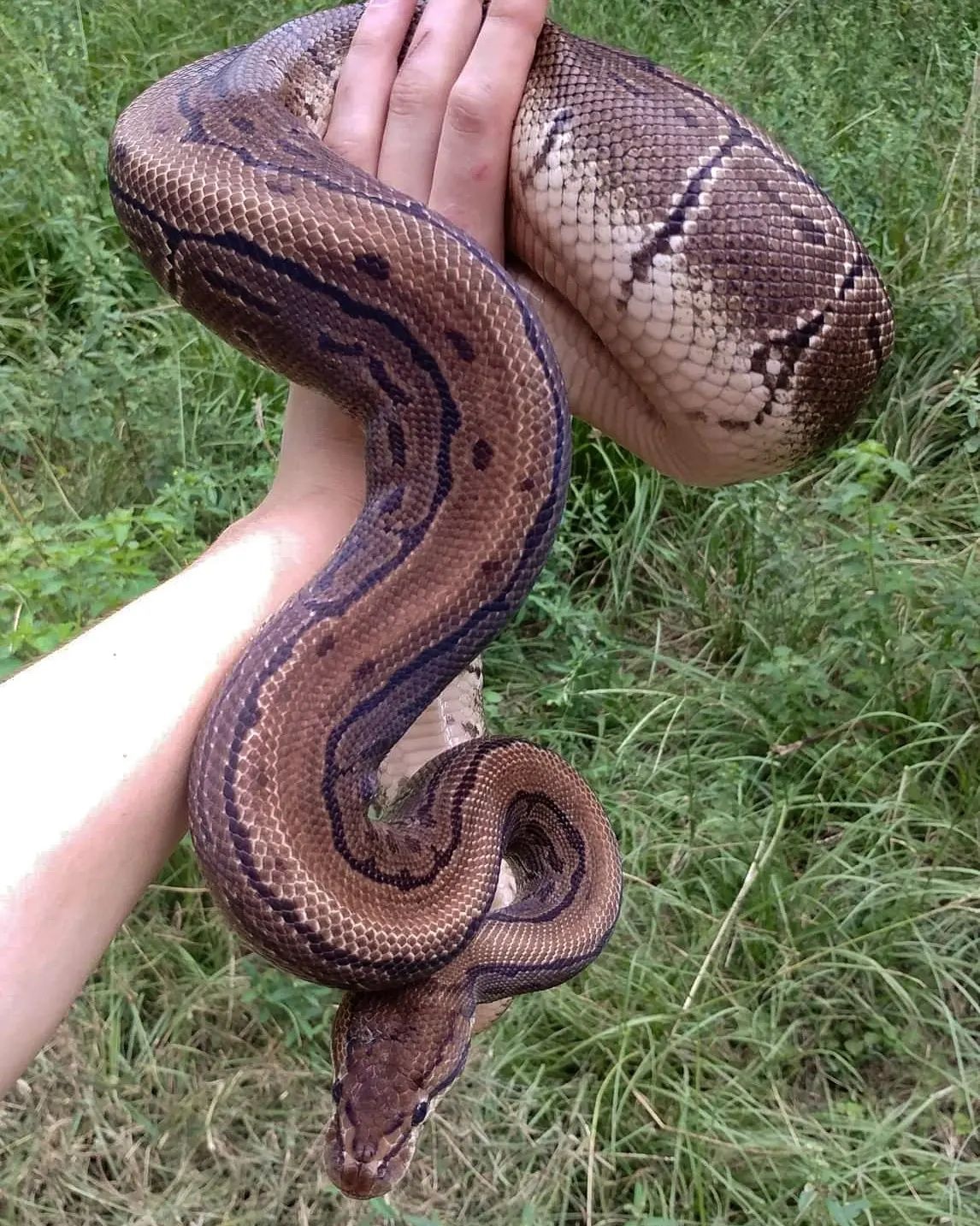 Pinstripe Adult Female Ball Python by Olympian Exotics MorphMarket